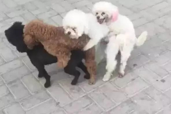 泰迪乱骑怎么办,泰迪为什么老是喜欢蹭我腿