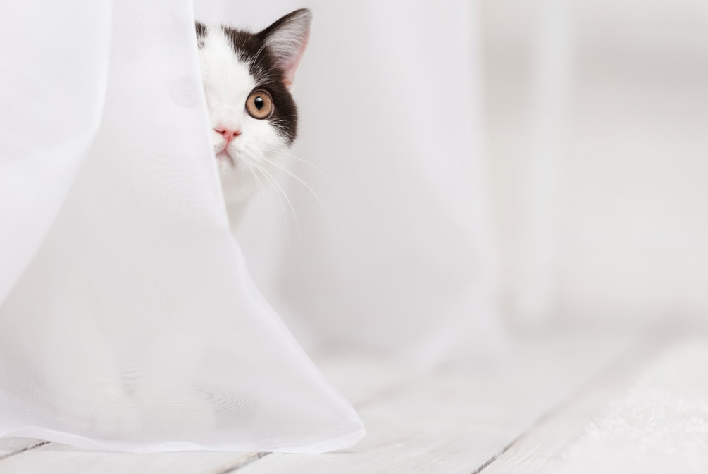 猫害怕陌生人躲起来,怎么让家猫对陌生人有警惕性