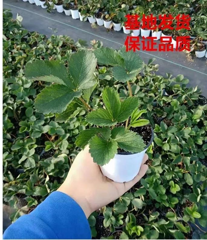 春天买盆小苗苗，嘟噜嘟噜直结果，吃完一茬又一茬