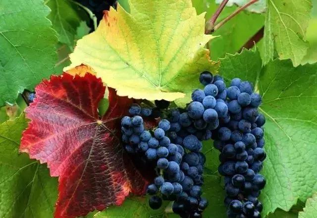 葡萄酒常见英文有哪些,葡萄酒常见英语术语