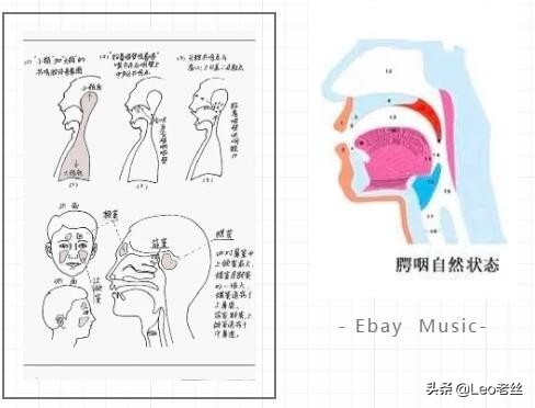 头腔鼻腔胸腔共鸣唱歌技巧,鼻腔头腔胸腔共鸣怎么结合起来