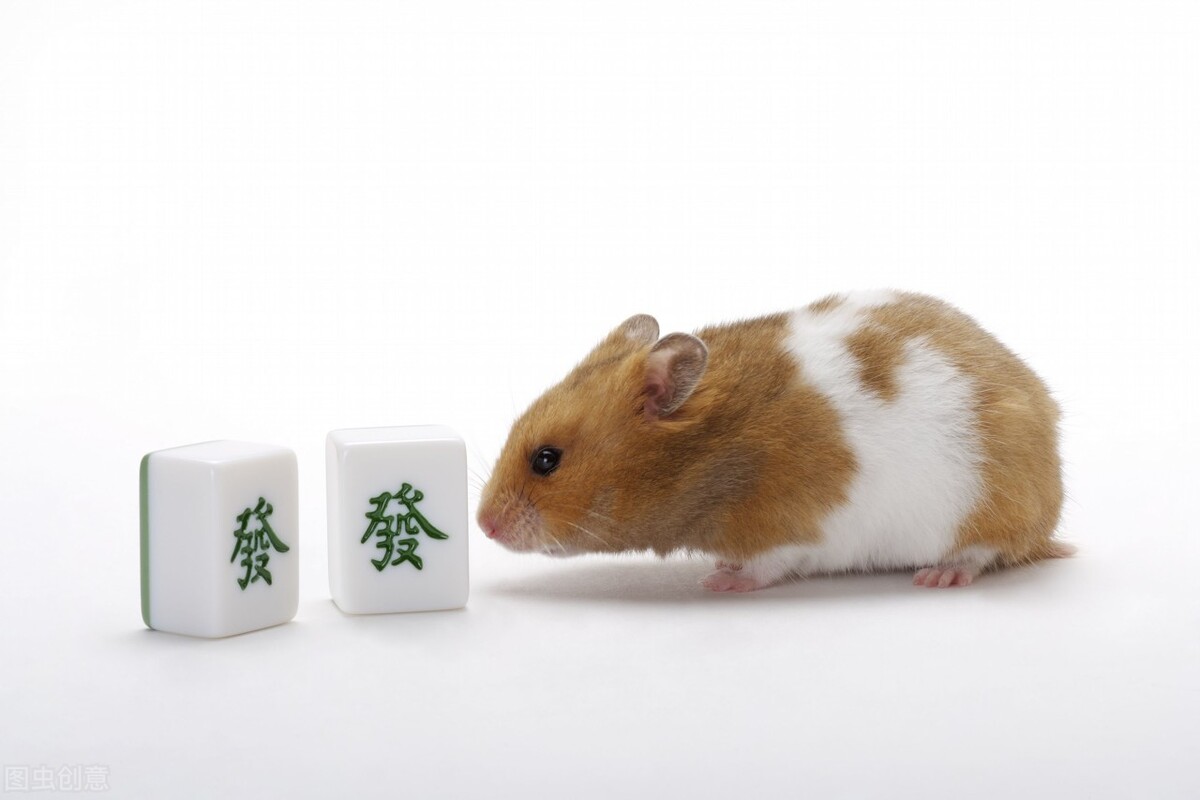 仓鼠到底喜欢吃什么食物,仓鼠不喜欢吃什么食物