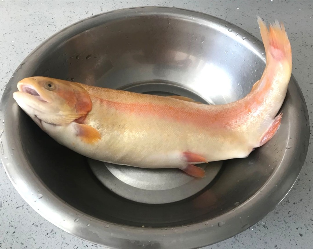 金鳟鱼虹鳟鱼冰鲜,广东冰鲜虹鳟鱼