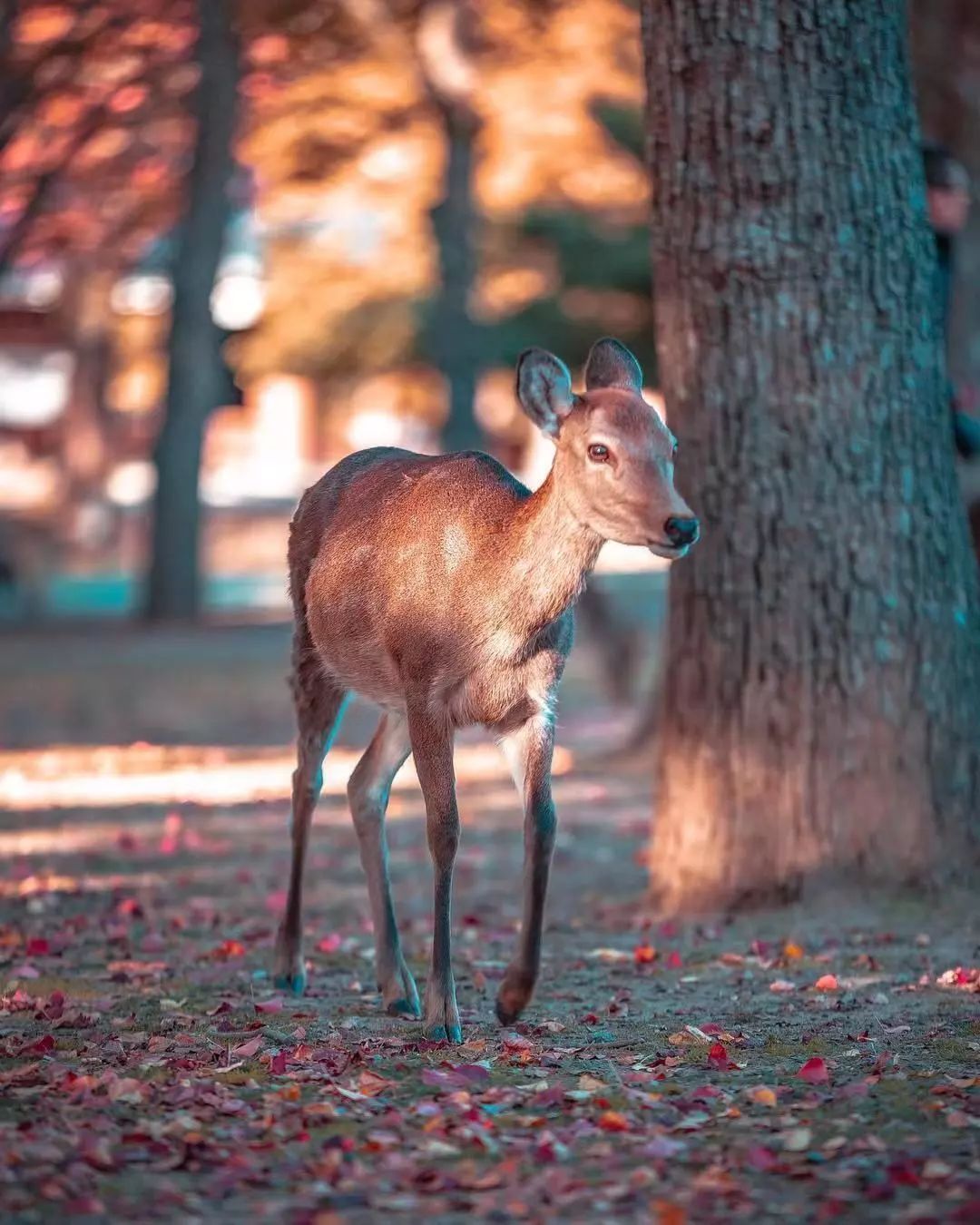 寻找幸运锦鲤活动在哪,寻找锦鲤