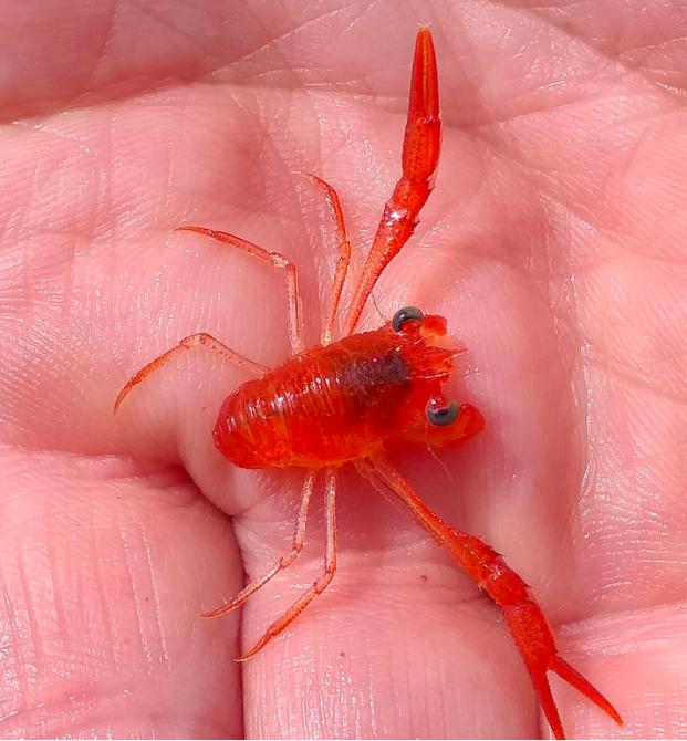 新西兰龙虾死亡人数,新西兰龙虾死法