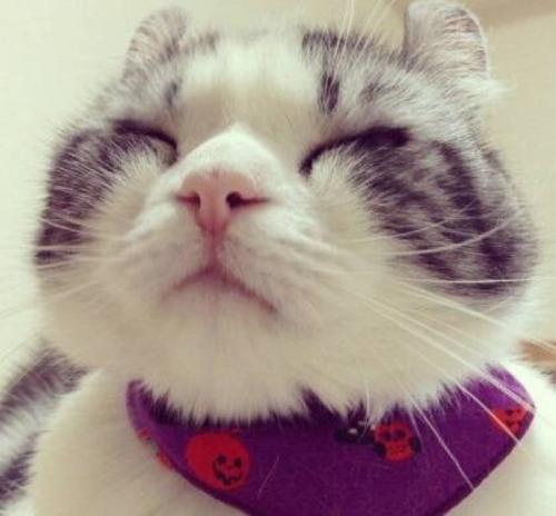 猫咪走丢了教你一招就能找回来,猫咪丢了怎么办超详细找猫方法