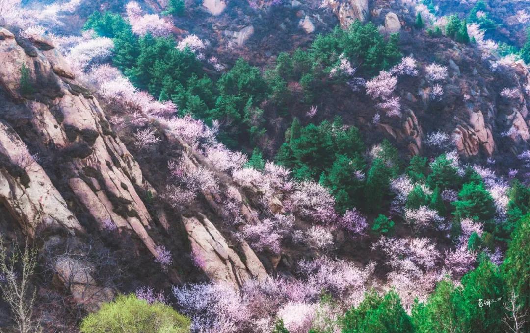 一个不出郑州的踏青好去处,天津春游公园推荐