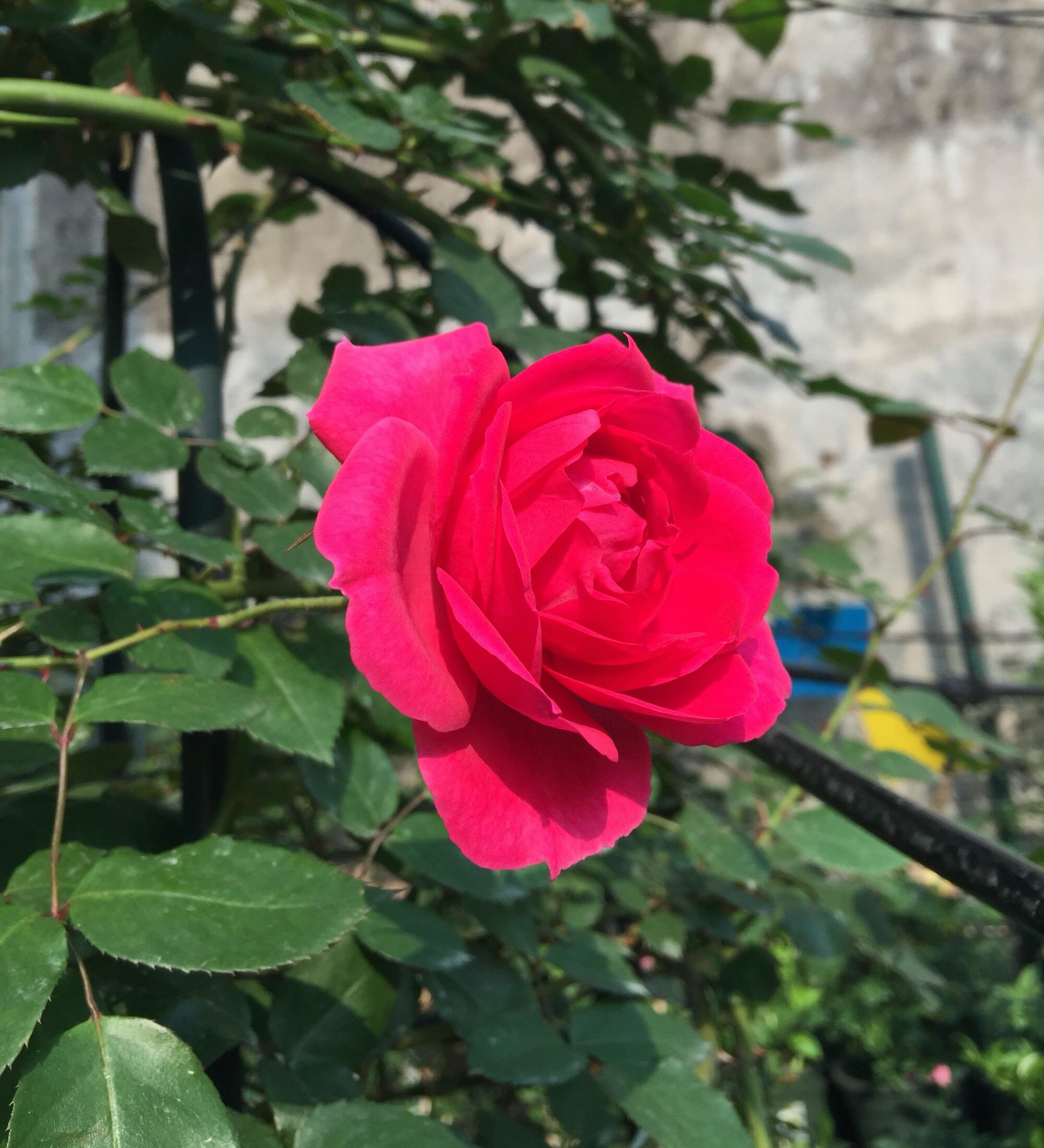 蔷薇老桩嫁接月季在什么时间最好,藤本月季芽点怎么起不来