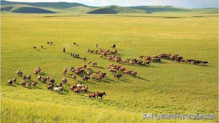 八月份呼伦贝尔还有草吗,呼伦贝尔草原草绿了吗