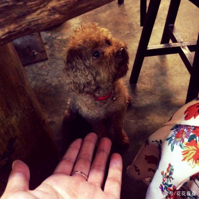 宠坏的泰迪犬,主人宠坏泰迪犬的表现