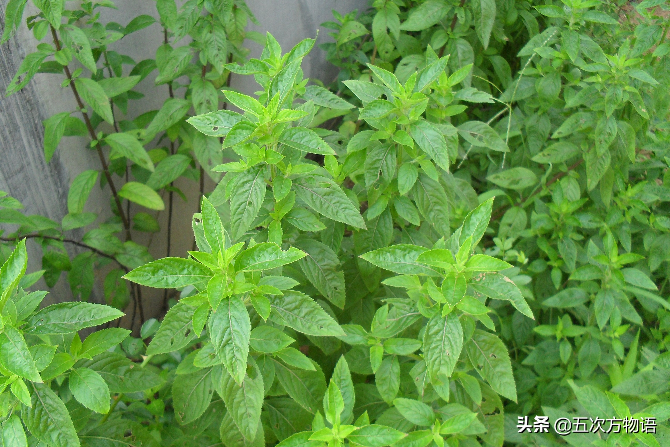 10种口味薄荷糖,十种薄荷