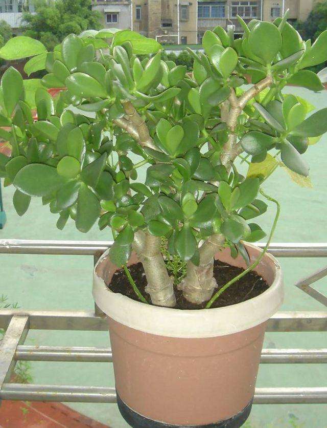 蚯蚓粪发酵好还是不发酵好,蚯蚓粪能改善土壤板结吗