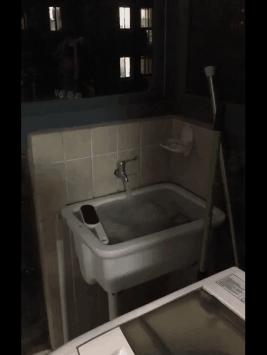 春节回家家里的猫咪怎么办,春节期间猫咪留守怎么办