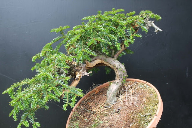 盆景改变造型,红豆杉老桩盆景造型