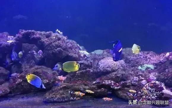 楸肩几濡傛璞皵,楂樼楸肩几椴ㄩ奔