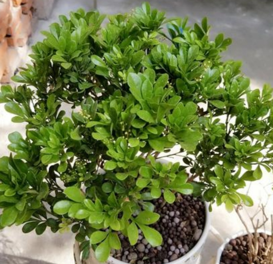 米兰有花骨朵但是不开花怎么回事,冬天室内温度二十度米兰会开花吗