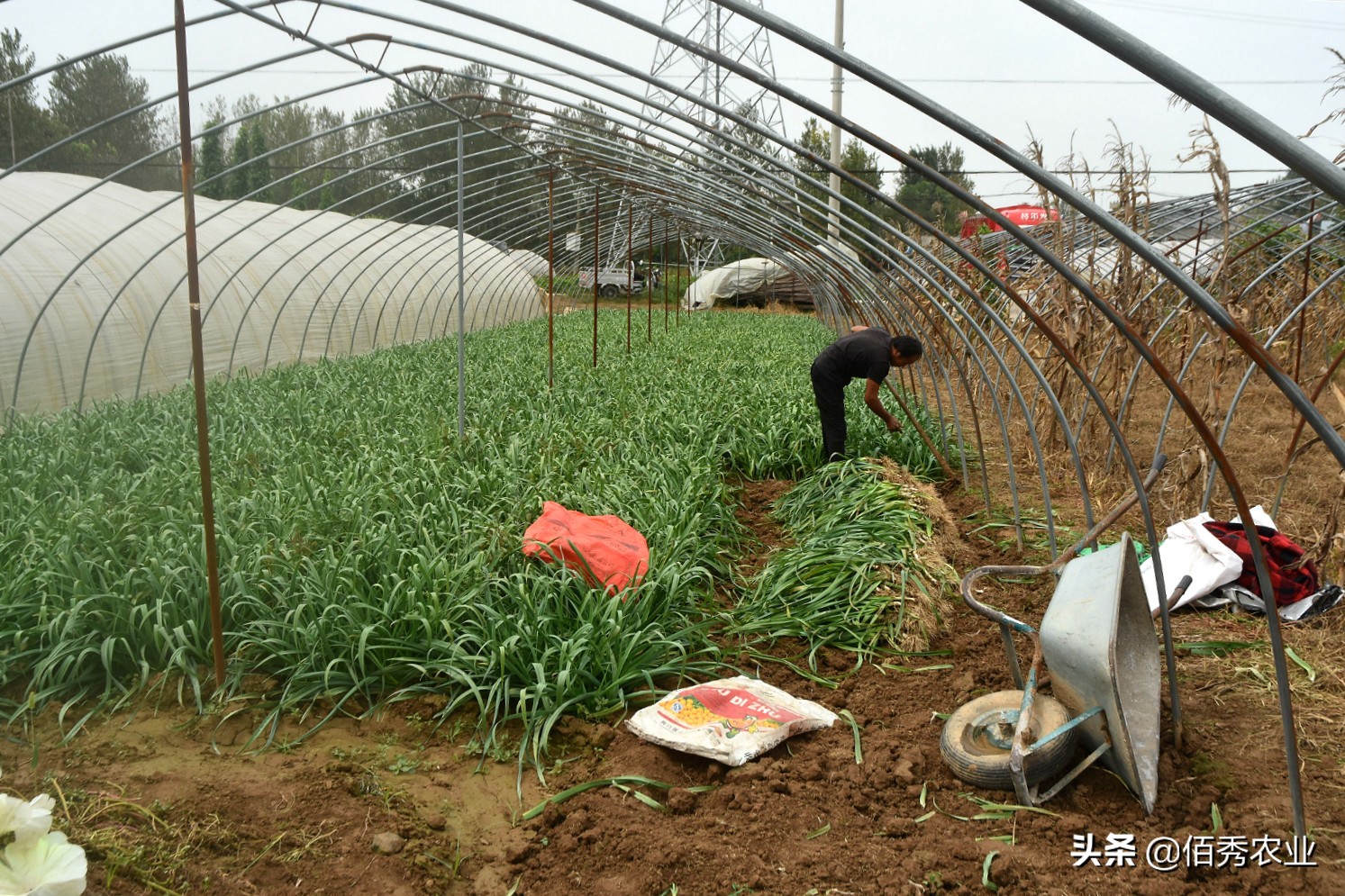 品尝自己种植的蒜苗,蒜苗种子种蒜苗是真的吗