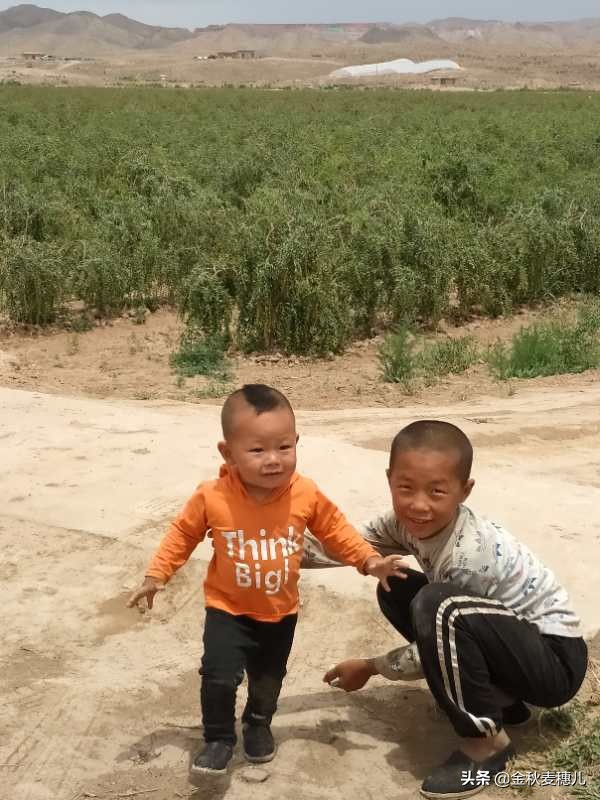 宁夏枸杞细节,宁夏的枸杞苦怎么回事