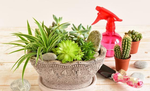 家庭养花，必备3种肥，简单无异味，水水灵灵开满花