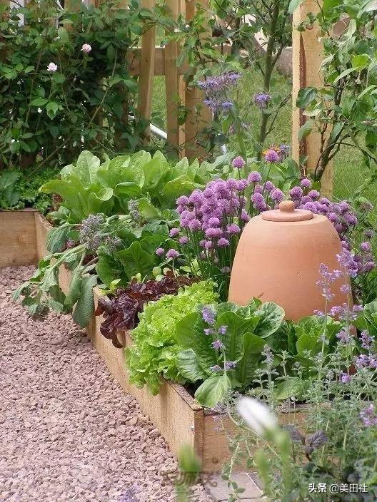 怎样在纸上种菜,纸上种菜的技术很简单