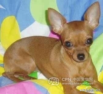 比尼熊狗狗价格,阿拉斯加狗狗价格