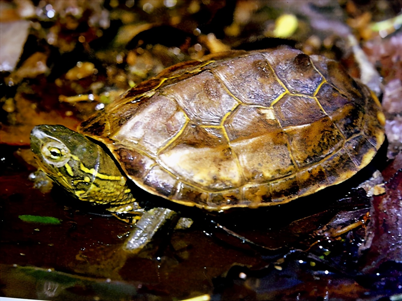 各种龟类图片大全大图,龟类展示会