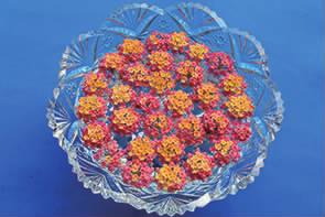 浮游花一种特别的赏花方式,赏花正确方法图片