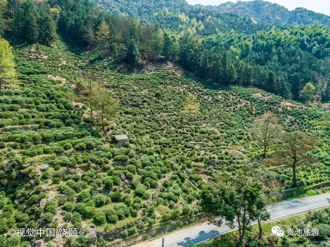 一杯清冽的酒,一杯清茗静心
