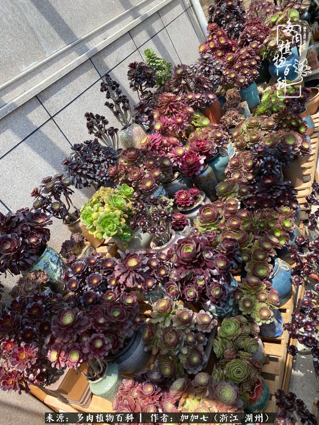 没根的法师夏天怎么养,五法师阵容