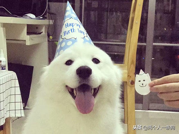 妈妈忙一晚上给萨摩耶做蛋糕庆祝生日，结果一言难尽，软糖：秒光