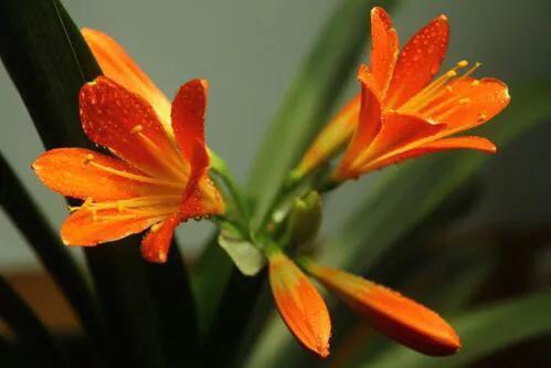 君子兰根系少量腐烂如何修剪,君子兰枯萎了怎么拯救