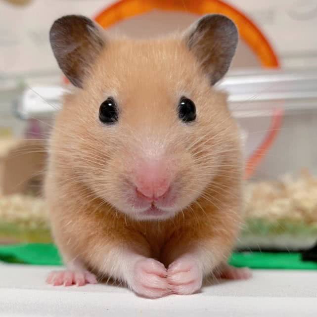 仓鼠湿尾了之后可以给他吃粮吗,仓鼠得了湿尾症没有药怎么办