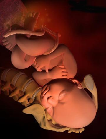 怀孕37-40周胎儿发育,孕33周开始猛涨