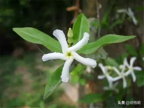 十种稀有长寿花,80个长寿花品种全都美极了