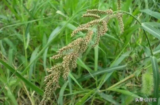 谷宝“六不用”——生态农业的初心与坚守