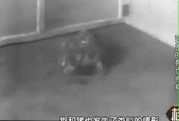 65年前在日本爆发的怪病,1952年日本猫自杀事件