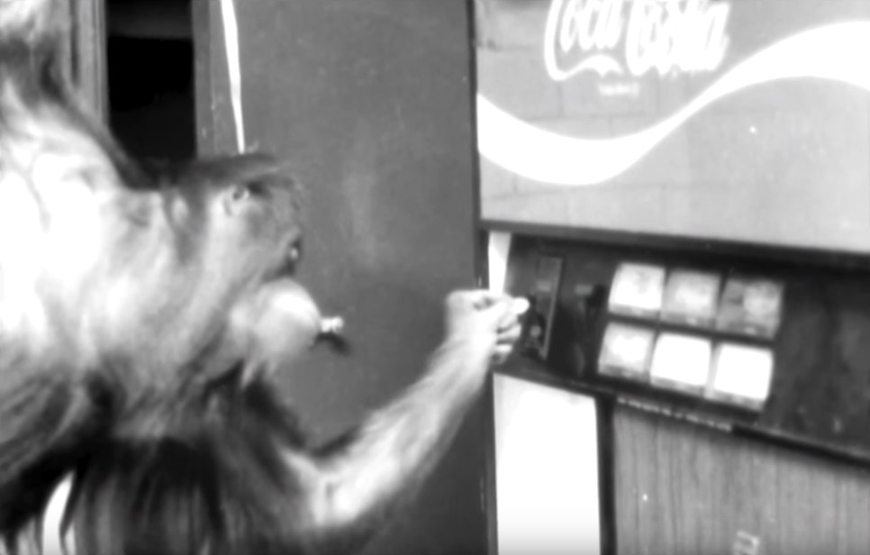 一只上过大学的猩猩试图成为人类,但现实给了它一记重锤