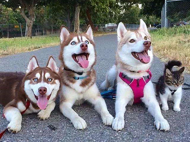 哈士奇到底能不能训练,不听话的哈士奇应该怎么训