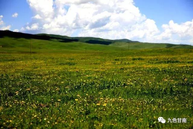 六月下旬甘南大草原花海,七月的甘南草原花海风光