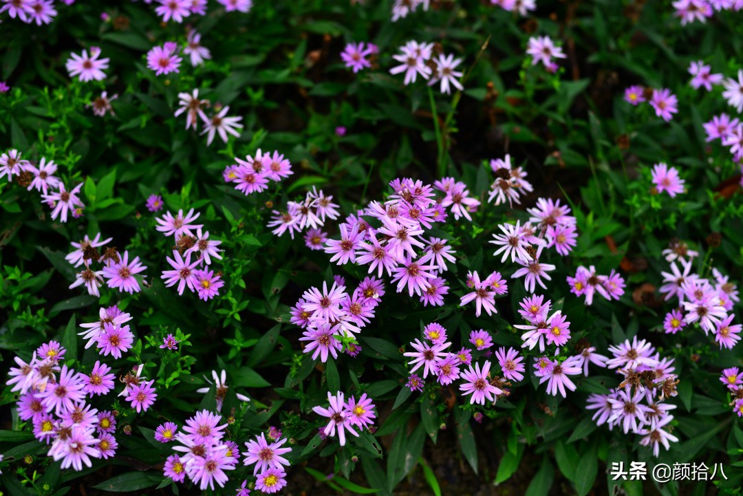 扶不起的绿植,扶不起的绿植视频
