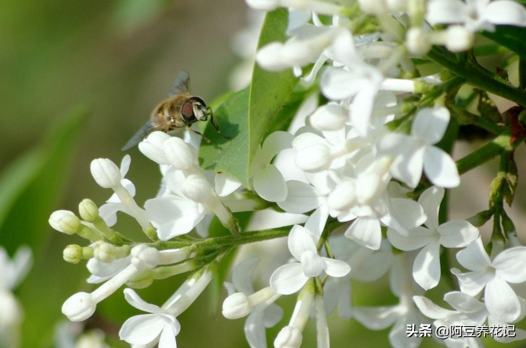 木樨科的花花“真乖”，一朵朵开花不断，越来越爱