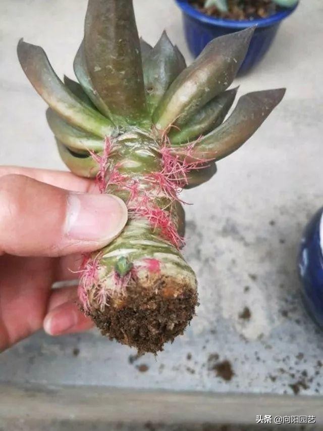 多肉长气生根的原因和解决方法,多肉有气生根怎么处理