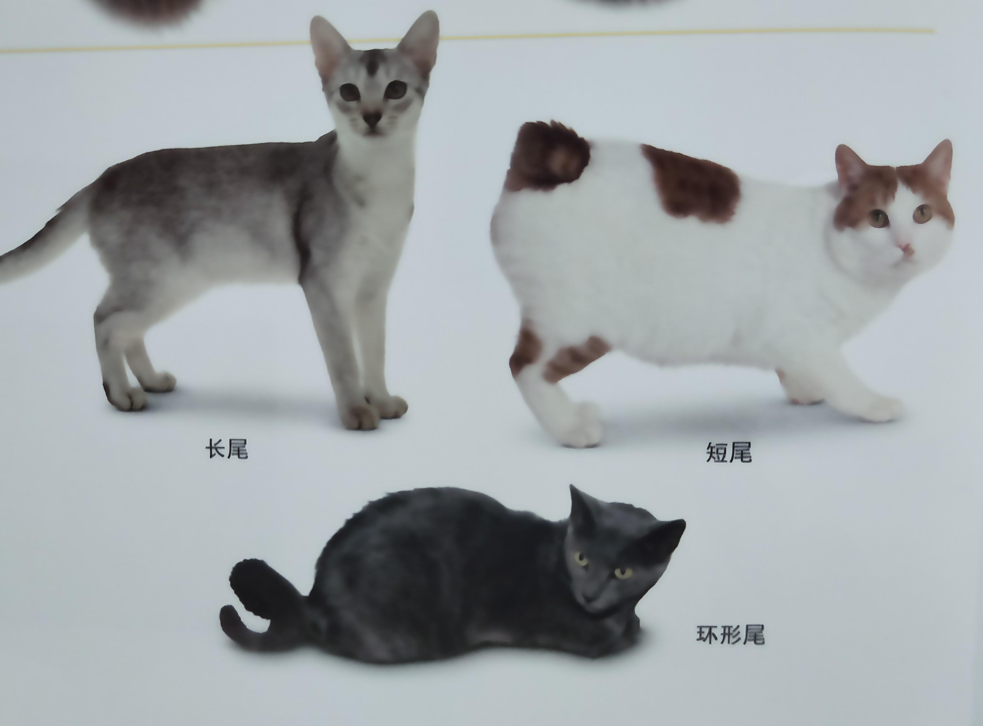 有些人家里养了非常多的猫咪,很多人都养猫咪的原因