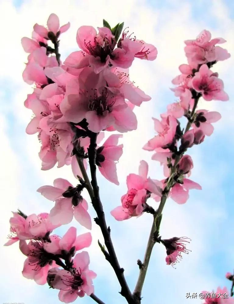 一至十二月的花期,12月到2月份的花期