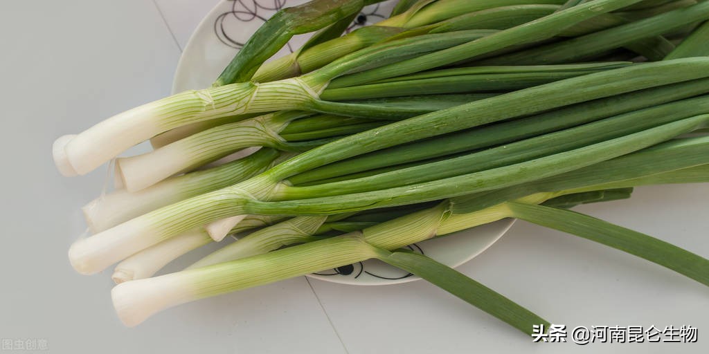 大葱根腐病和软腐病怎么用药,大葱根腐病怎样彻底根除
