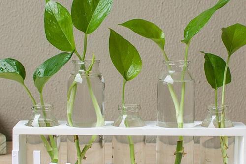 水培绿萝水里放什么不烂根,绿萝水培可以为什么土太湿会烂叶