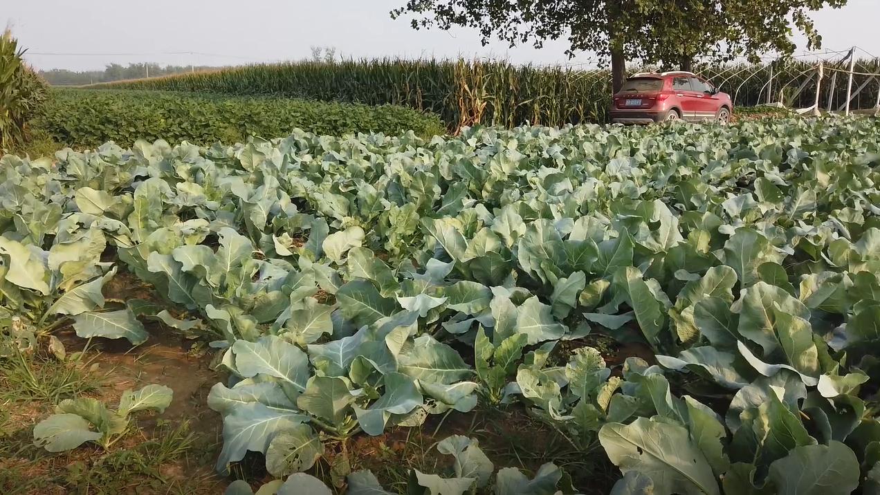 花菜地里害虫大爆发很难防?做好这2点,农户不再发愁