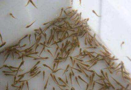 泥鳅的育苗技术,泥鳅自然育苗技术