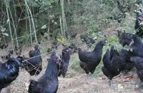 排黄色的粘稠物是什么原因,咳嗽黑便是什么原因