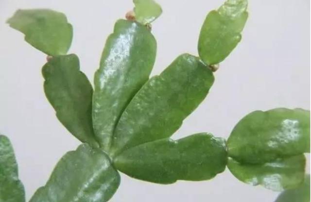 开花超美de仙人掌三千金：蟹爪兰、仙人指、假昙花，你能分清吗？